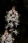 Foamflower